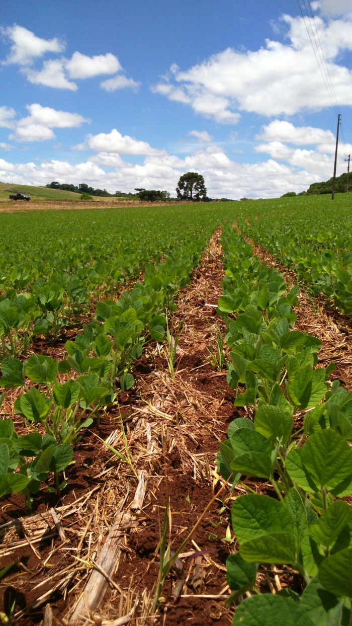 Imagem do dia - Lavoura de soja em Vila Lângaro (RS), do produtor Elói Favretto. Enviado por Eliézer Favretto