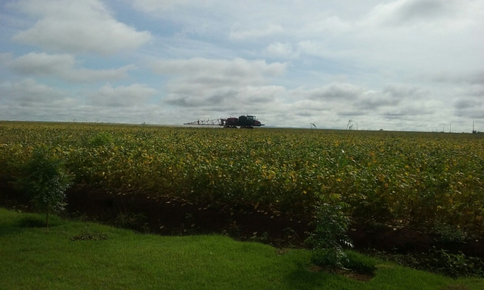 Imagem do dia - Lavoura de soja em Pontes e Lacerda (MT), do produtor Cleber Chicaroli