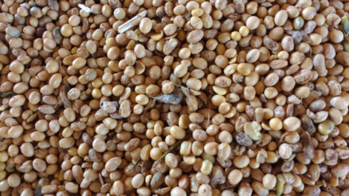 Imagem do dia - Soja em Itambé (PR)