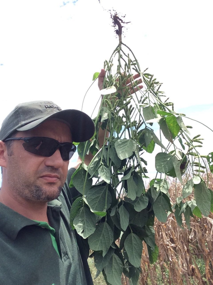 Imagem do dia - Soja em Sarandi (RS). Imagem enviada pelo Técnico Agrícola Fabiano Zeni