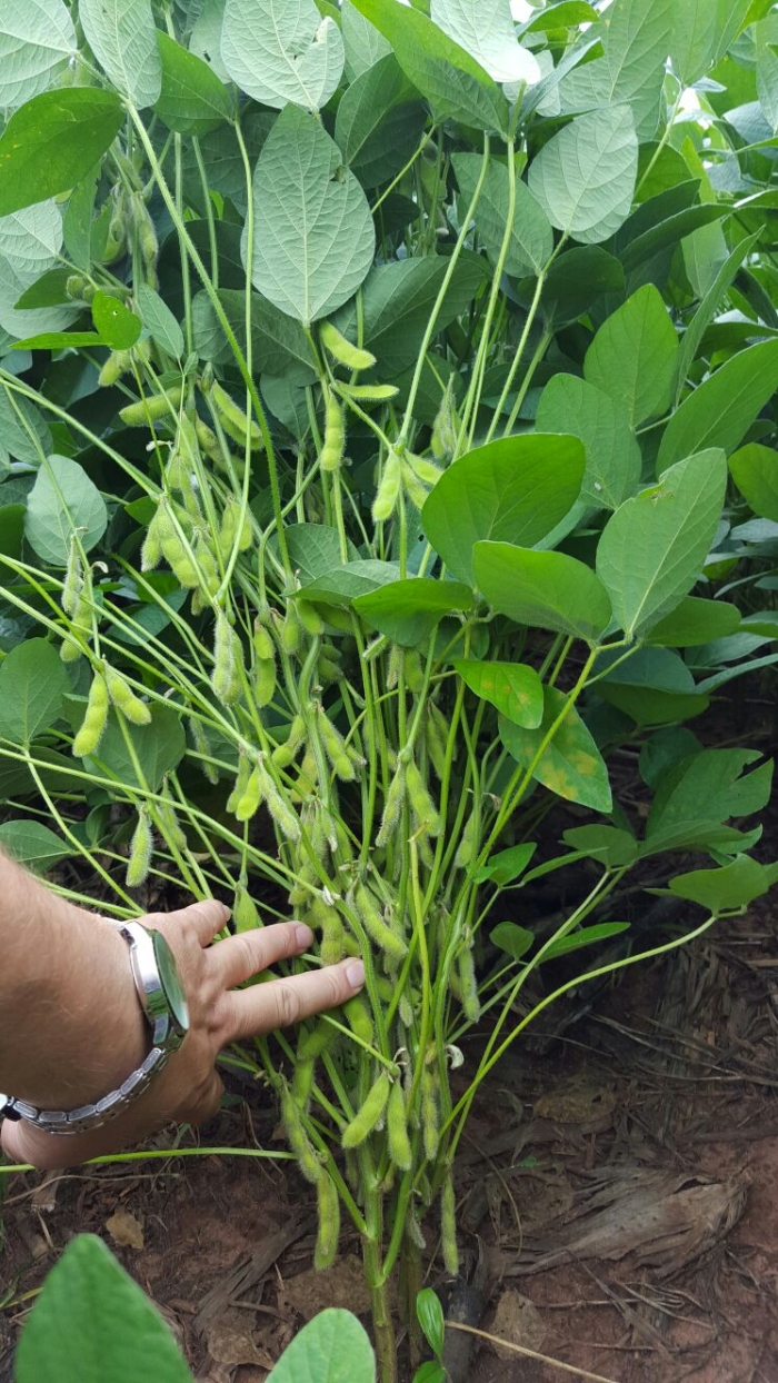 Imagem do dia - Lavoura de soja na Fazenda Diamante em Iporã (PR)