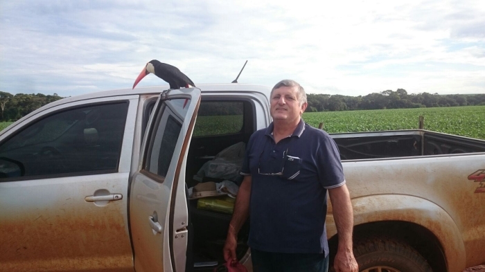 Imagem do dia - Tucano na Fazenda São Francisco em Silvânia (GO). Enviado pelo produtor Augusto Pegoraro