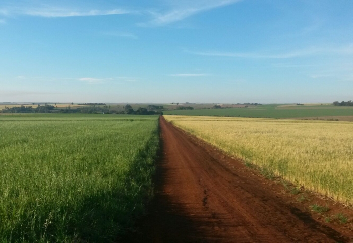 Imagem do dia - Lavouras de aveia e trigo em Ubiratã (PR), enviado por Thiago Zolim