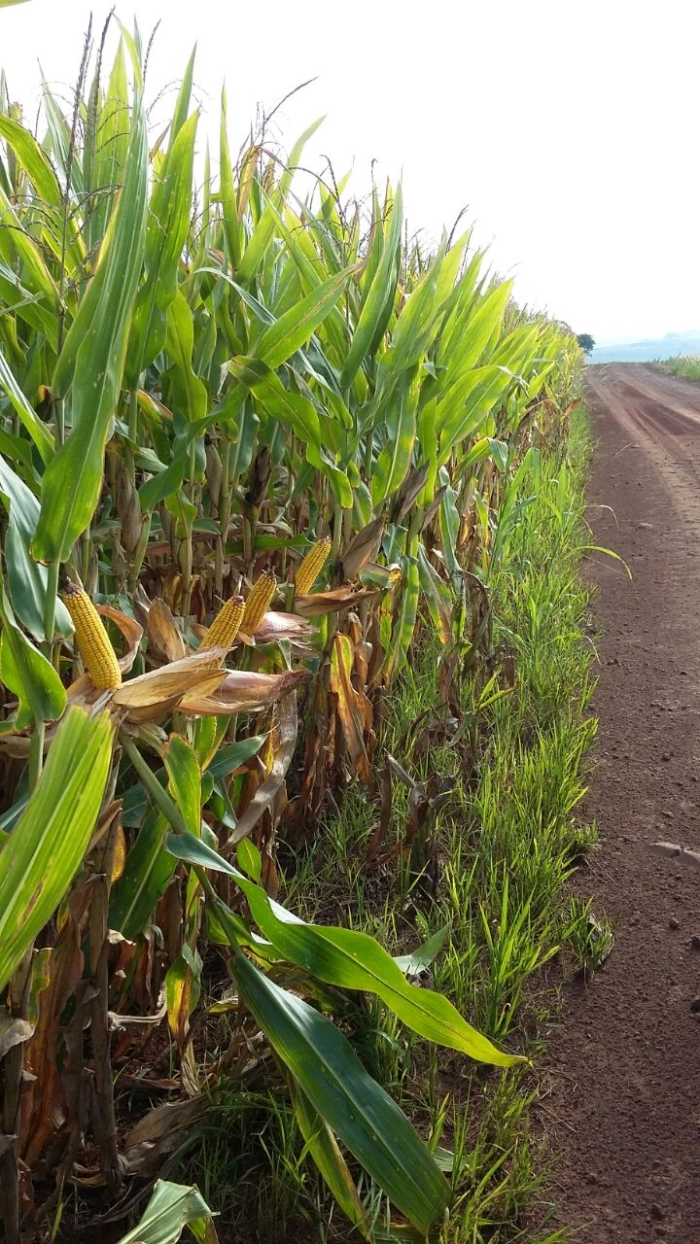 Imagem do dia - Milho safrinha em Ubiratã (PR). Foto do Engenheiro Agrônomo Braciforte.