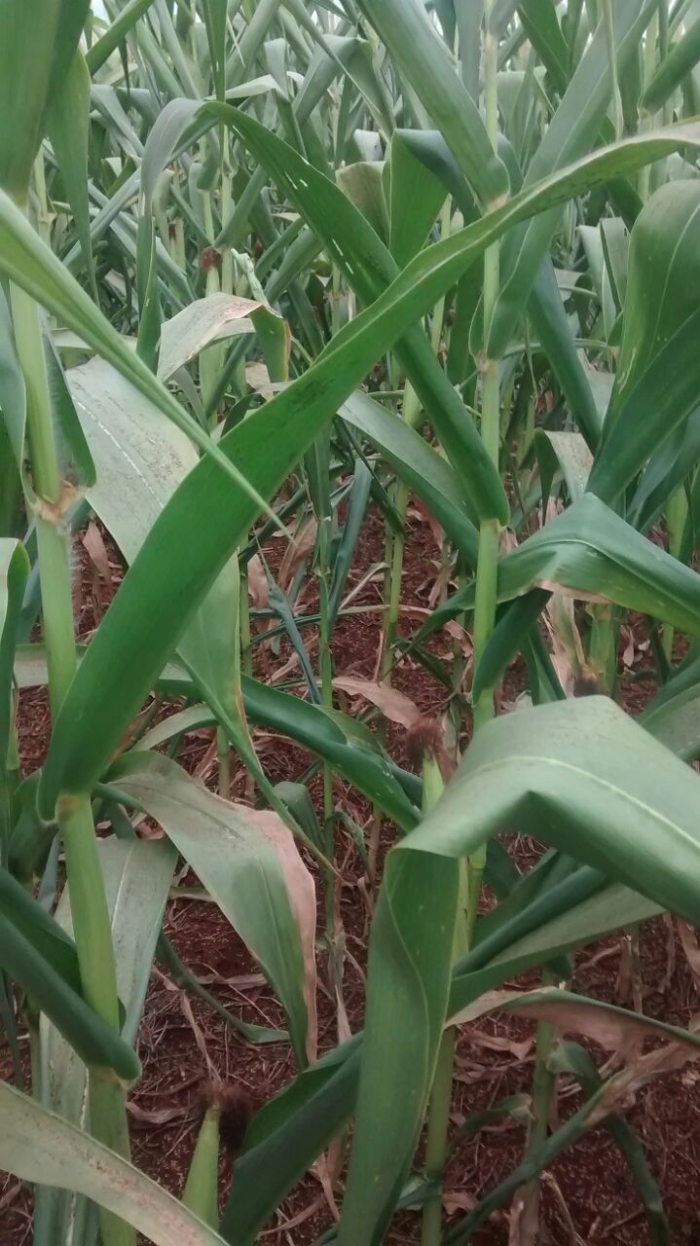 Imagem do dia - Lavoura de milho em Cândido Mota (SP)