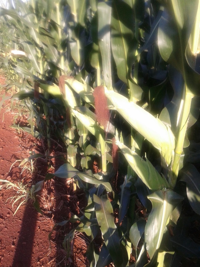 Imagem do dia - Lavoura de milho safrinha em Assis Chateaubriand (PR), do produtor Antônio Cosmo Polvani