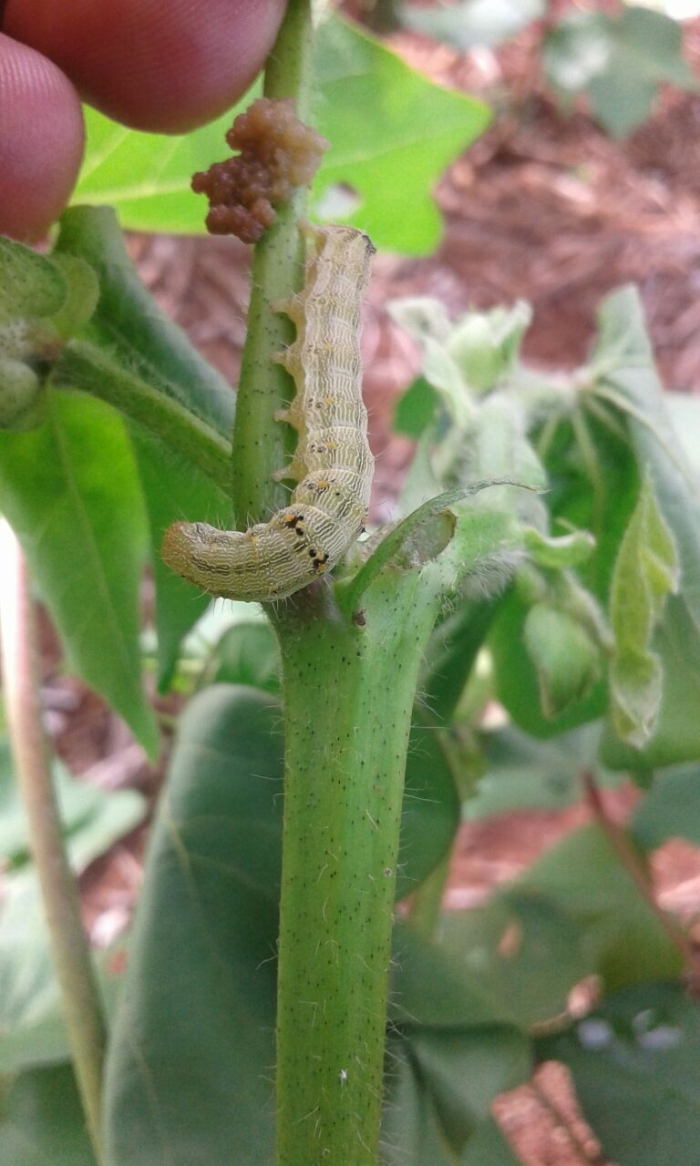 Imagem do dia - Lavoura de algodão sendo atacada por helicoverpa armigera em Campos de Júlio (MT). Enviado pelo Técnico Agrícola Nilvan M. Santos