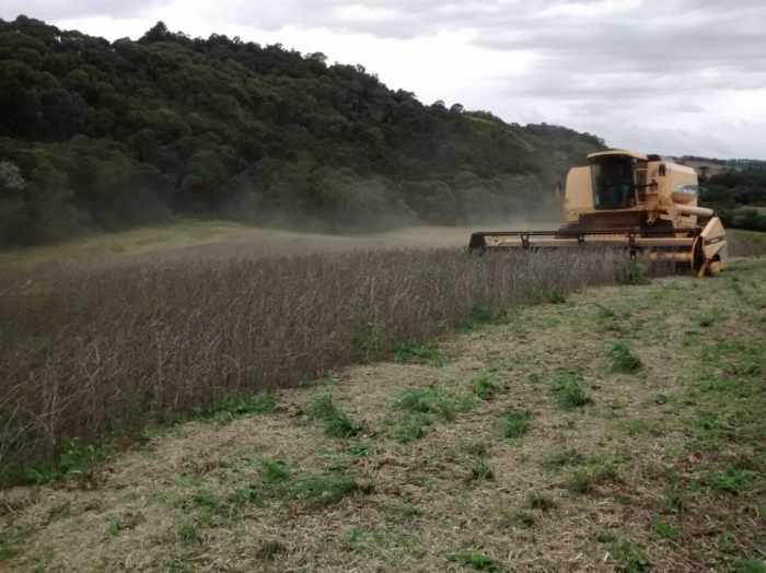Imagem do dia - Colheita de soja em Palmeira das Missões (RS). Imagem de João Mateus Vargas de Oliveira
