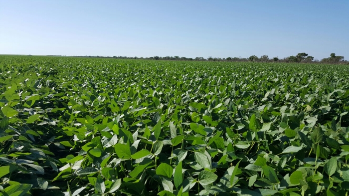 Imagem do dia - Lavoura de soja em Uruçuí (PI), do produtor Savio Schroder e seu pai Arnildo Schroder