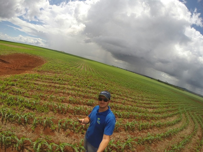Imagem do dia - Lavoura de milho safrinha em Minga Porã (PY). Imagem do Técnico Agrícola Edimar Argenton