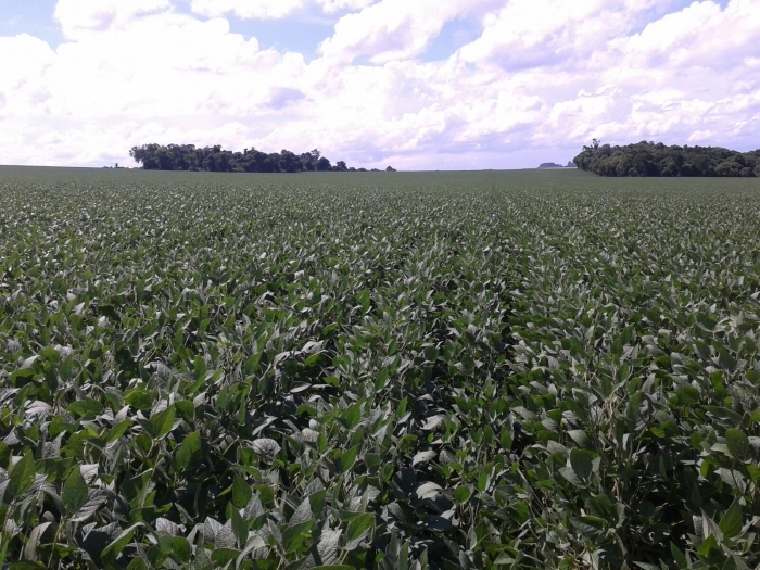 Imagem do dia - Lavoura de soja em Lagoa dos Três Cantos (RS). Enviado por João Henrique Maldaner
