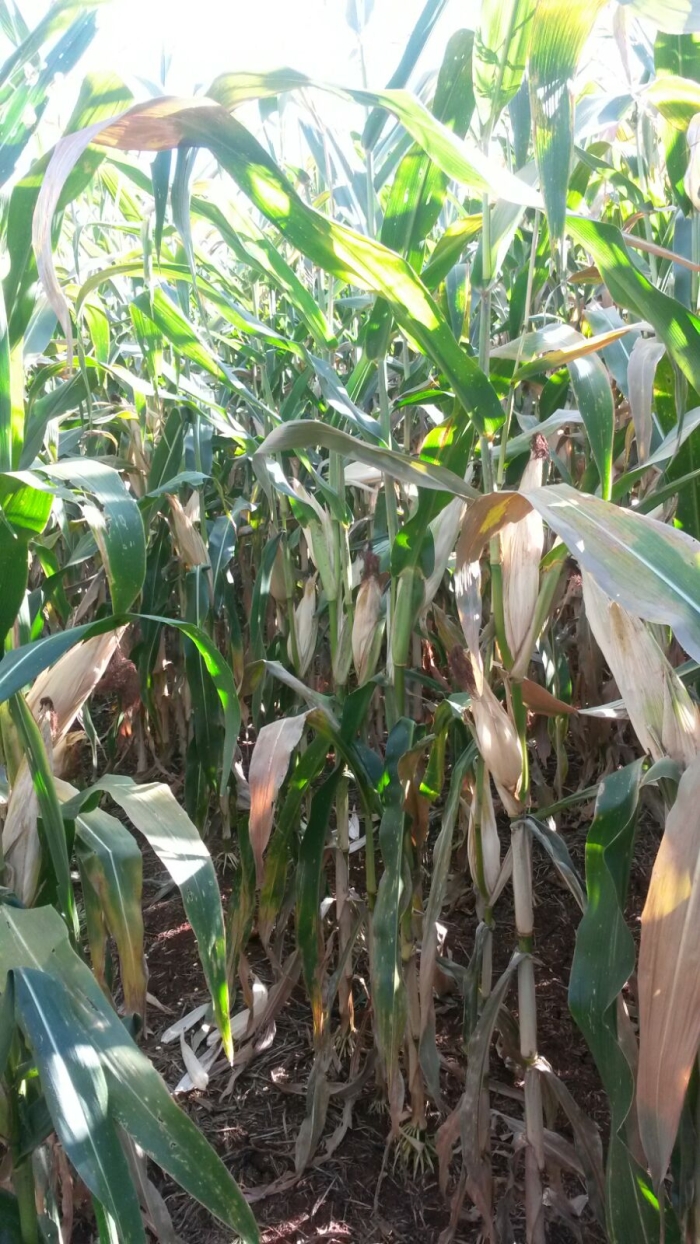 Imagem do dia - Falta de chuvas acelerando a maturação do milho em Tapejara (RS). Enviado pelo Engenheiro Agrônomo Vinicios Marcon