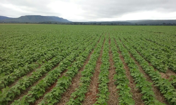 Imagem do dia - Lavoura de feijão em Pontes e Lacerda (MT), do produtor Cleber Chicaroli