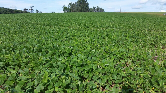 Imagem do dia - Lavoura de soja na Fazenda São Gênesio, em Congonhinhas (PR), dos produtores Urquiza e Gatti. Enviado pelo Engenheiro Agrônomo Fabio Miyamoto