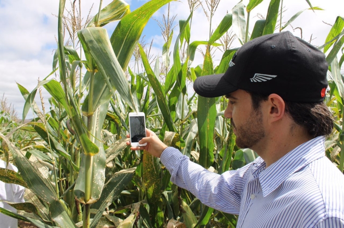 Imagem do dia - Monitoramento de doenças foliares em Lagoa Vermelha (RS). Enviado pelo Engenheiro Agrônomo Carlos R. Dellavalle Filho