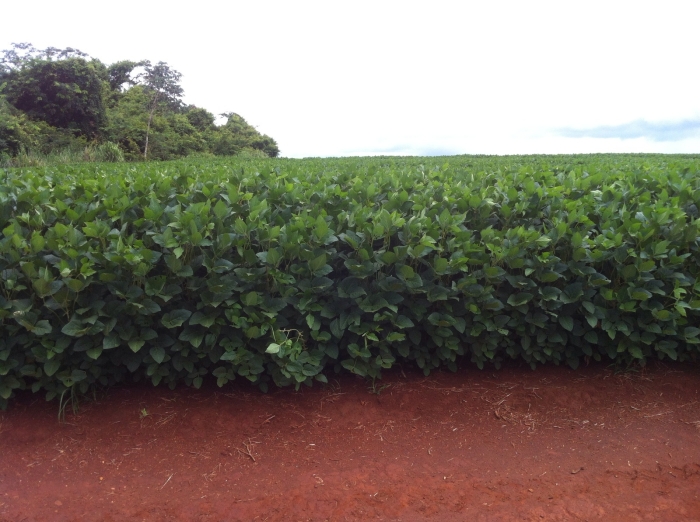 Imagem do dia - Lavoura de soja em Porteirão (GO). Enviado por Toni Faria
