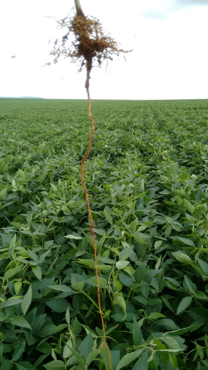 Imagem do dia - Raiz de soja em Cristalina (GO)